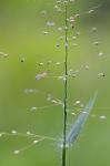 Dichanthelium acuminatum complex