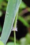 Dichanthelium annulum (Ashe) LeBlond