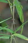 Dichanthelium annulum (Ashe) LeBlond