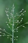 Dichanthelium annulum (Ashe) LeBlond