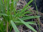 Dichanthelium bicknellii (Nash) LeBlond