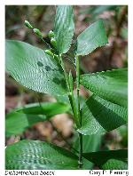 Dichanthelium boscii (Poir.) Gould & C.A. Clark