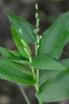 Dichanthelium boscii (Poir.) Gould & C.A. Clark