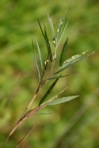Dichanthelium caerulescens (Hack. ex Fitchc.) Correll