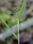 Dichanthelium columbianum (Scribn.) Freckmann