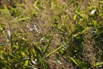 Dichanthelium commutatum (J.A. Schultes) Gould
