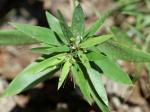 Dichanthelium commutatum (J.A. Schultes) Gould var. ashei (Pearson ex Ashe) Mohlenbrock