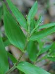 Dichanthelium commutatum (J.A. Schultes) Gould var. commutatum