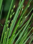 Dichanthelium depauperatum (Muhl.) Gould