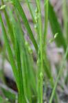 Dichanthelium depauperatum (Muhl.) Gould