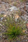 Dichanthelium depauperatum (Muhl.) Gould
