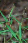 Dichanthelium dichotomum complex
