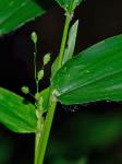Dichanthelium latifolium (L.) Harvill