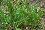 Dichanthelium laxiflorum (Lam.) Gould