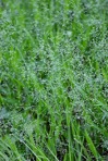 Dichanthelium laxiflorum (Lam.) Gould