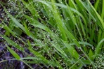Dichanthelium laxiflorum (Lam.) Gould