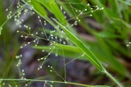 Dichanthelium laxiflorum (Lam.) Gould