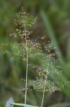 Dichanthelium microcarpon (Muhl. ex Elliott) Mohlenbrock