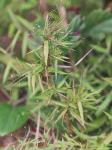 Dichanthelium microcarpon (Muhl. ex Elliott) Mohlenbrock
