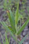 Dichanthelium oligosanthes (J.A. Schultes) Gould