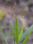 Dichanthelium oligosanthes (J.A. Schultes) Gould