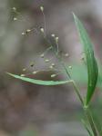 Dichanthelium ravenelii (Scribn. & Merr.) Gould