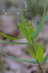 Dichanthelium ravenelii (Scribn. & Merr.) Gould