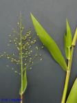 Dichanthelium scabriusculum (Ell.) Gould & C.A. Clark