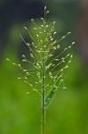 Dichanthelium scoparium (Lam.) Gould