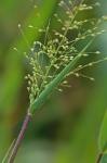 Dichanthelium scoparium (Lam.) Gould
