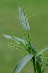 Dichanthelium sphaerocarpon (Ell.) Gould