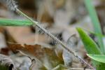Dichanthelium villosissimum (Nash) Freckmann var. villosissimum