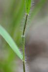 Dichanthelium villosissimum (Nash) Freckmann var. villosissimum