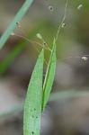 Dichanthelium villosissimum (Nash) Freckmann var. villosissimum