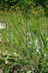 Dichanthelium villosissimum (Nash) Freckmann var. villosissimum