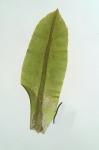 Dichodontium pellucidum (Hedw.) Schimp.