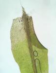 Dichodontium pellucidum (Hedw.) Schimp.