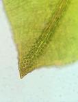 Dichodontium pellucidum (Hedw.) Schimp.