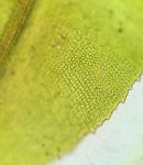 Dichodontium pellucidum (Hedw.) Schimp.