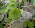 Dichondra carolinensis Michx.