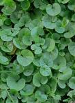 Dichondra carolinensis Michx.