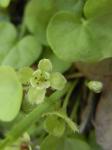 Dichondra carolinensis Michx.