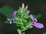Dicliptera brachiata (Pursh) Sprengel