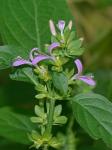 Dicliptera brachiata (Pursh) Sprengel