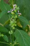Dicliptera brachiata (Pursh) Sprengel