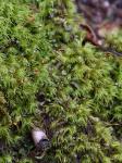 Dicranella heteromalla (Hedw.) Schimp