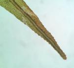 Dicranum bonjeanii De Notaris