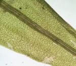 Dicranum bonjeanii De Notaris
