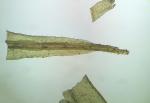 Dicranum condensatum Hedw.