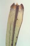 Dicranum condensatum Hedw.